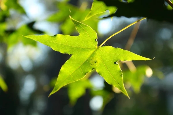Sunlight Shines Maple Leaf — Stock Photo, Image