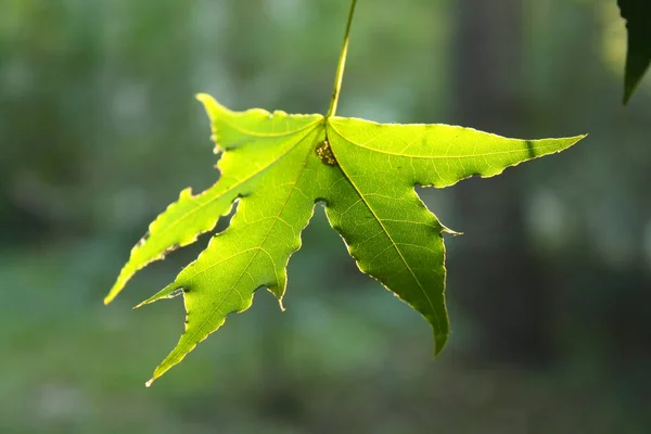 Sunlight Shines Maple Leaf — Stock Photo, Image