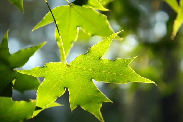 Sunlight Shines Maple Leaf — Stock Photo, Image