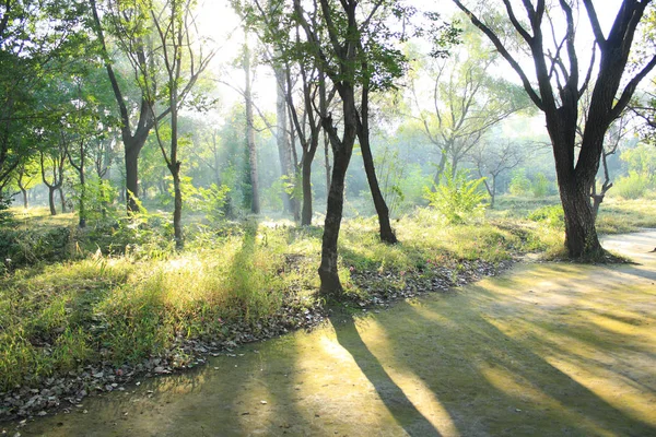 Morning Sun Shines Forest — Stock Photo, Image