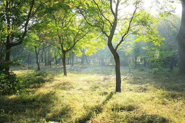 Ochtendzon Schijnt Het Bos — Stockfoto