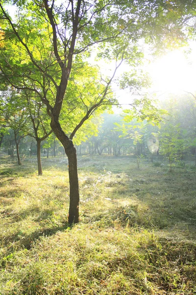 Ochtendzon Schijnt Het Bos — Stockfoto