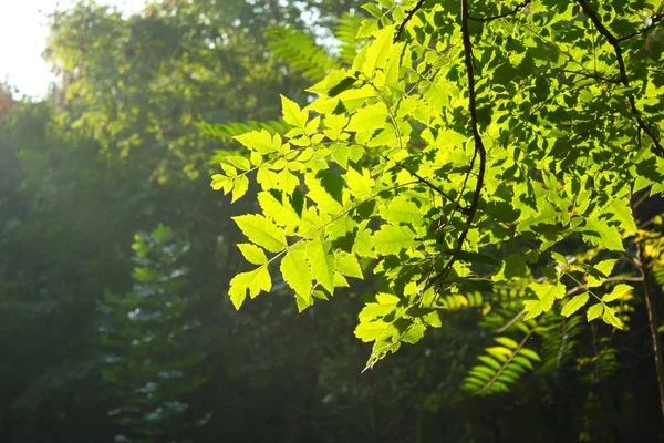 Sol Brilha Nas Folhas — Fotografia de Stock