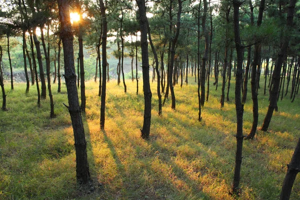 Zonsondergang Het Bos — Stockfoto