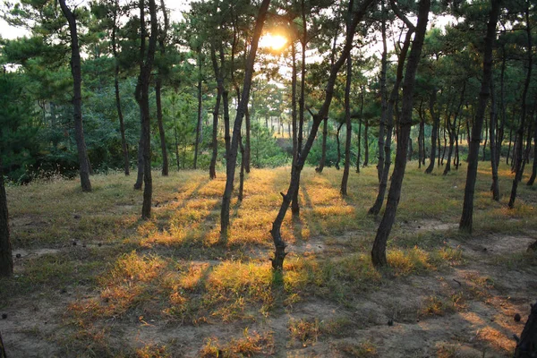 Zonsondergang Het Bos — Stockfoto