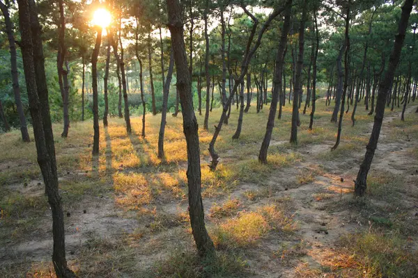 Zonsondergang Het Bos — Stockfoto