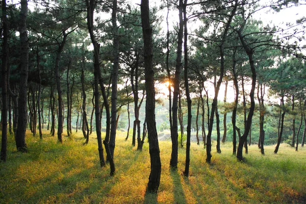 Zonsondergang Het Bos — Stockfoto