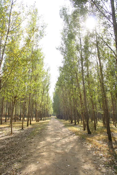 Onverharde Weg Het Bos — Stockfoto