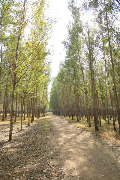 Dirt Road Forest — Stock Photo, Image