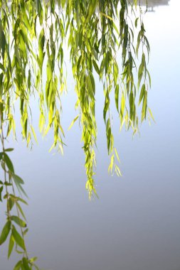 Söğüt yaprakları ilkbaharda