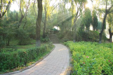 Sabah güneş ışığı park düşüyor