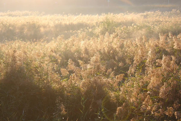 Осенний Тростник Утром — стоковое фото
