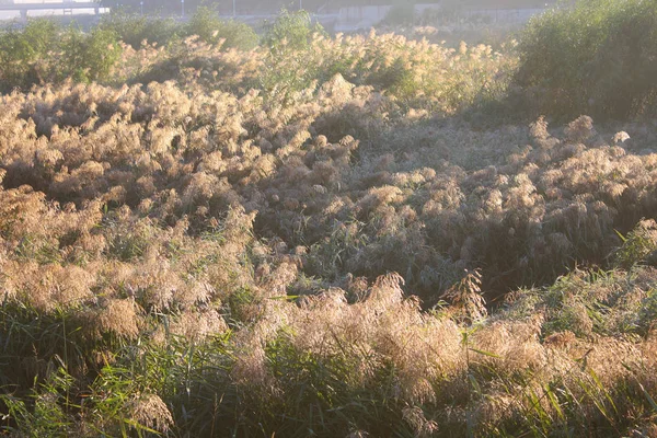 Осенний Тростник Утром — стоковое фото