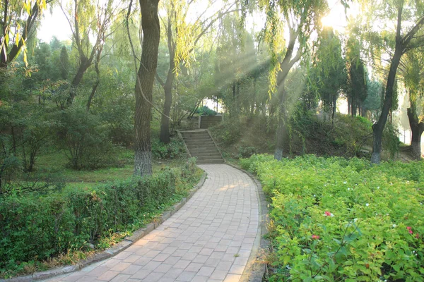 朝の陽光が公園に落ちる — ストック写真