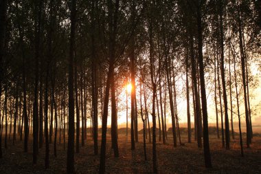 Ormanda gün doğumu