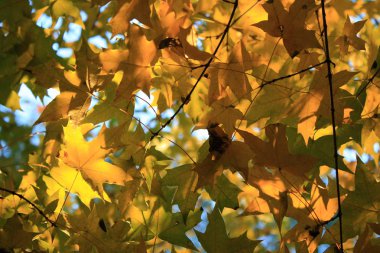 Akçaağaç yaprakları sonbaharda