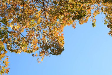 Closeup sonbahar akçaağaç yaprağı