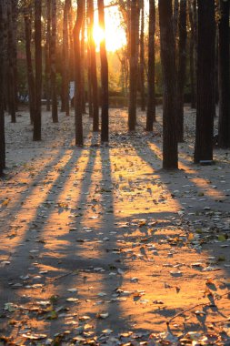 Sonbahar orman yoluyla güneş ışığı