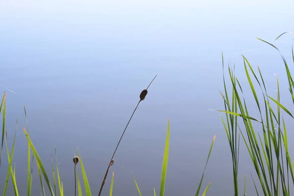 Canne Nel Lago — Foto Stock