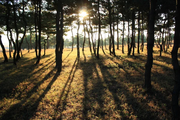 Zonlicht Door Het Bos — Stockfoto