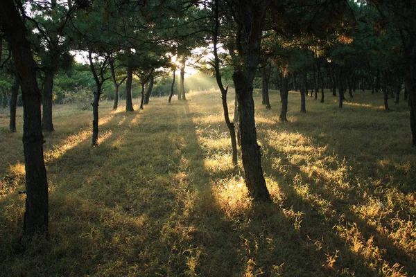 Zonlicht Door Het Bos — Stockfoto