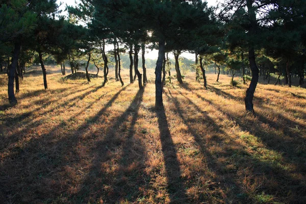 Zonlicht Door Het Bos — Stockfoto