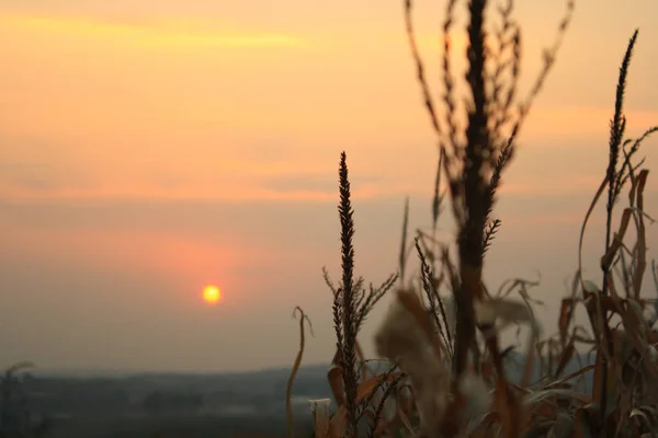 Силуэт Кукурузного Поля Закате — стоковое фото