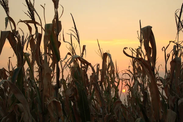 Kornfeld Silhouette Bei Sonnenuntergang — Stockfoto