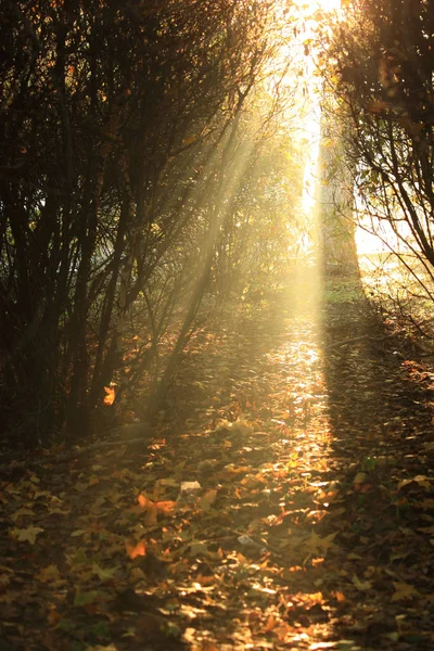 Sonnenlicht Wald — Stockfoto