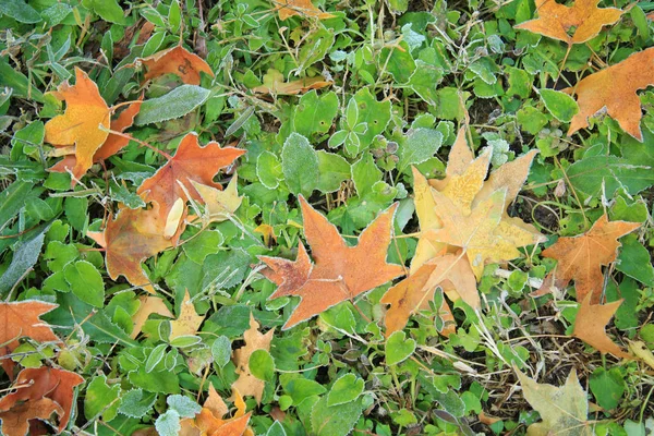 Φθινοπωρινά Φύλλα Σφενδάμου Στο Γρασίδι — Φωτογραφία Αρχείου
