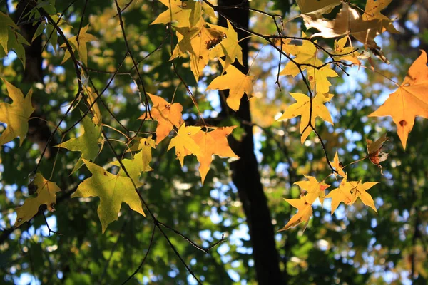 Zbliżenie Jesień Liść Klonu — Zdjęcie stockowe