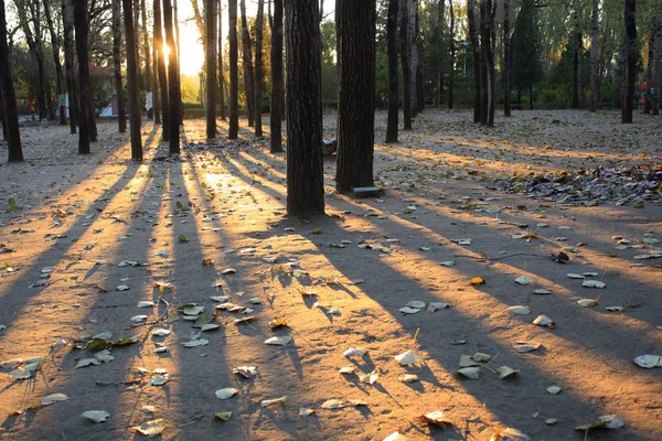 Zonlicht Door Herfst Bos — Stockfoto