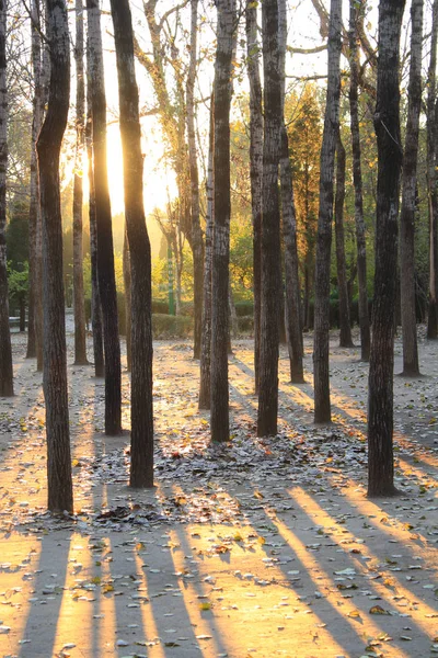 Sonbahar orman yoluyla güneş ışığı