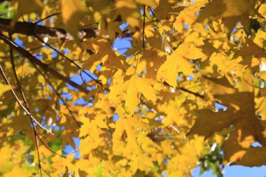 Closeup sonbahar akçaağaç yaprağı