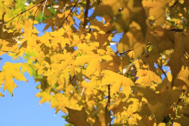 Closeup sonbahar akçaağaç yaprağı