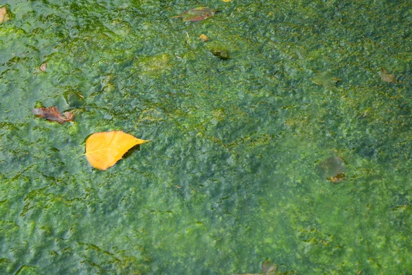 藻类上的落叶 — 图库照片