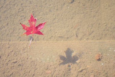 akçaağaç yaprağı suyu