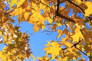 Closeup sonbahar akçaağaç yaprağı