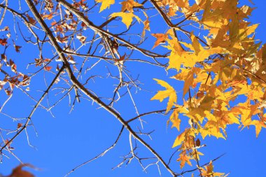 Closeup sonbahar akçaağaç yaprağı