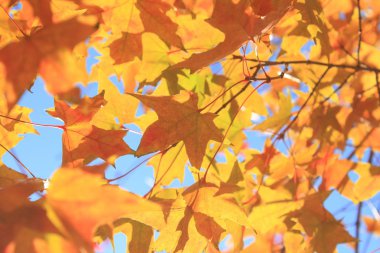 Closeup sonbahar akçaağaç yaprağı