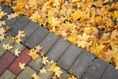 Kaldırımda akçaağaç yaprakları