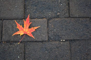 Tuğla kaldırımda kırmızı akçaağaç yaprağı