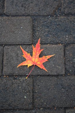 Tuğla kaldırımda kırmızı akçaağaç yaprağı