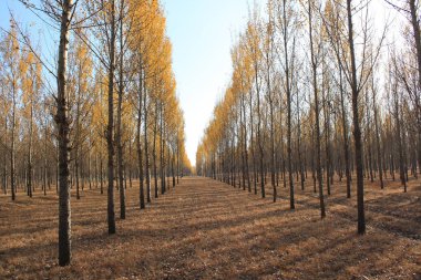 sonbahar manzara orman