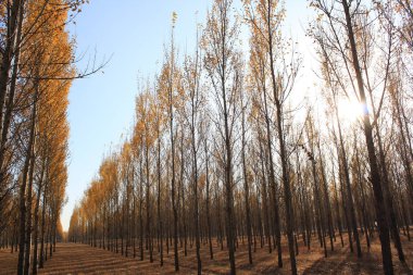 sonbahar manzara orman