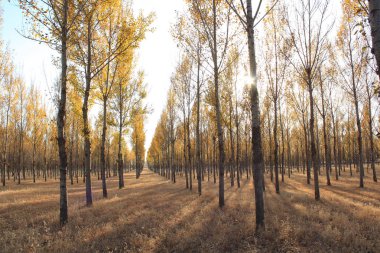 sonbahar manzara orman