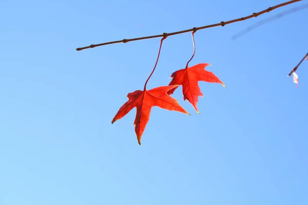 Крупный План Осеннего Кленового Листа — стоковое фото
