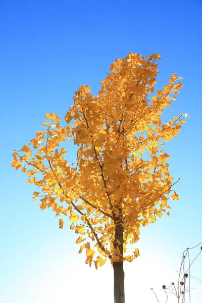 Ginkgo Tree Autumn — Stock Photo, Image