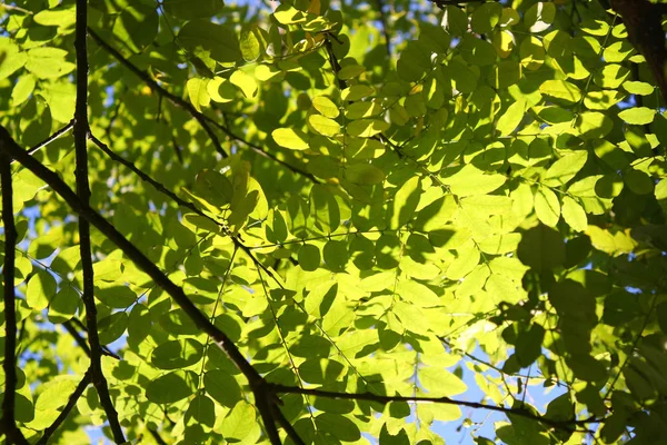 Folhas Verdes Sol — Fotografia de Stock
