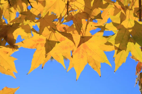 Primo Piano Autunno Foglia Acero — Foto Stock